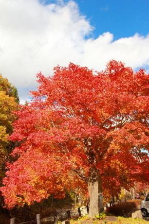 紅葉は10月中旬 11月上旬頃が見ごろ ひるがの高原 コテージパーク 四季の郷 公式サイト